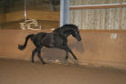 20060429_Reiten Toscanini_0009